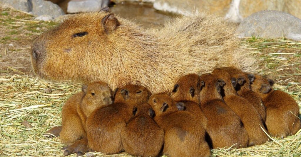 Cute Capybara Names