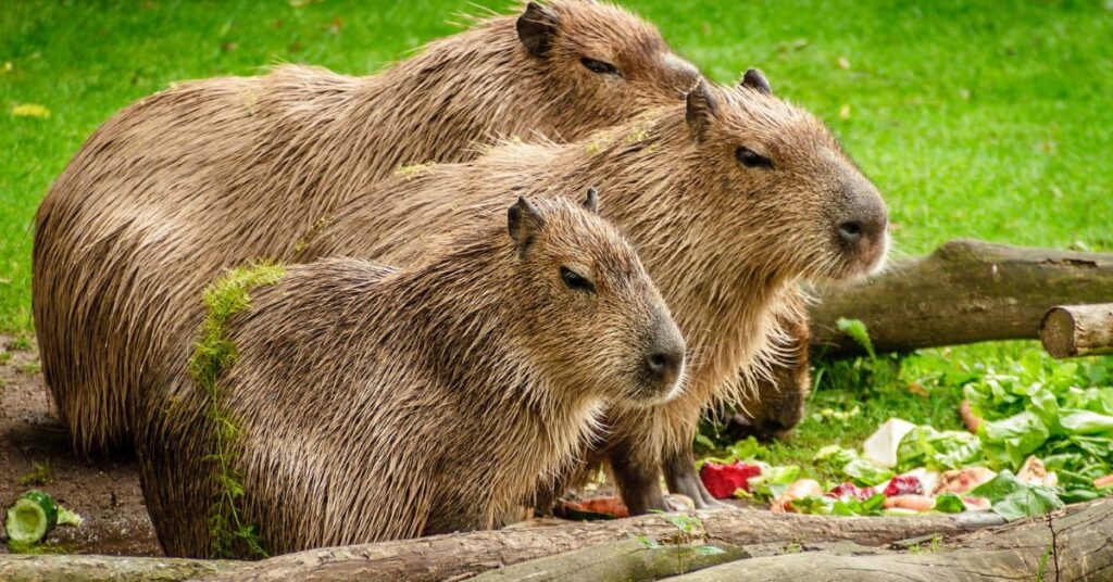  Fun Facts about Capybaras