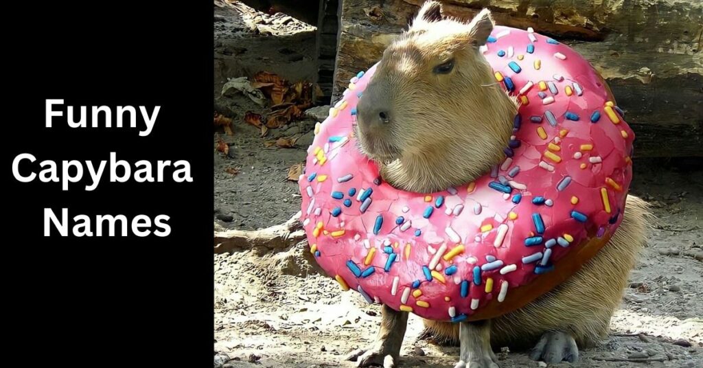 Funny Capybara Names