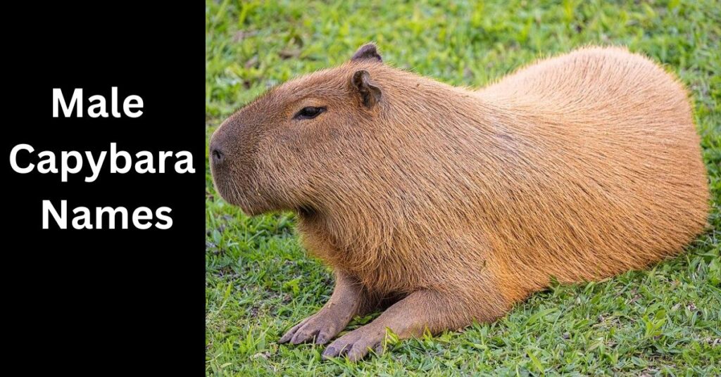 Male Capybara Names